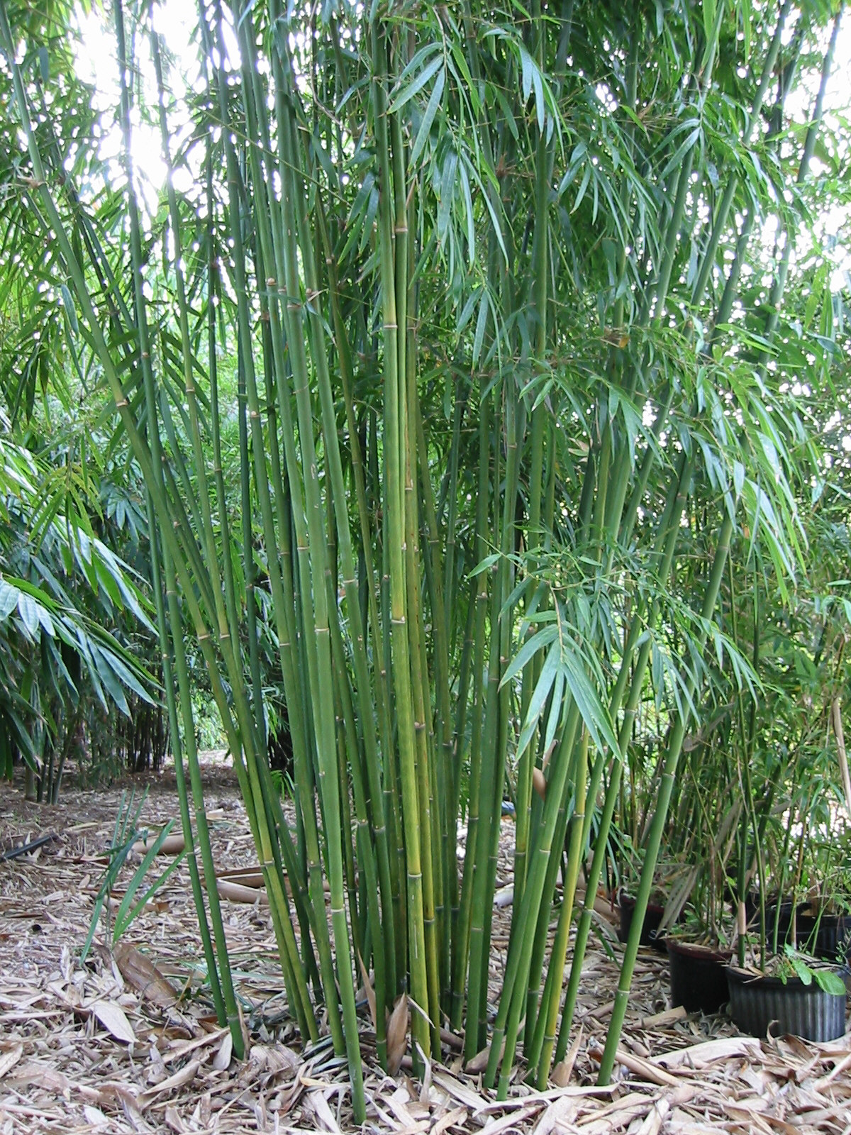 Bamboo Lamp Photo Bamboo In Florida Bamboo Lamp Photo Bamboo In Florida