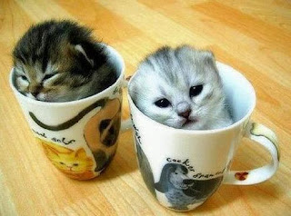 Funny Cute Kittens