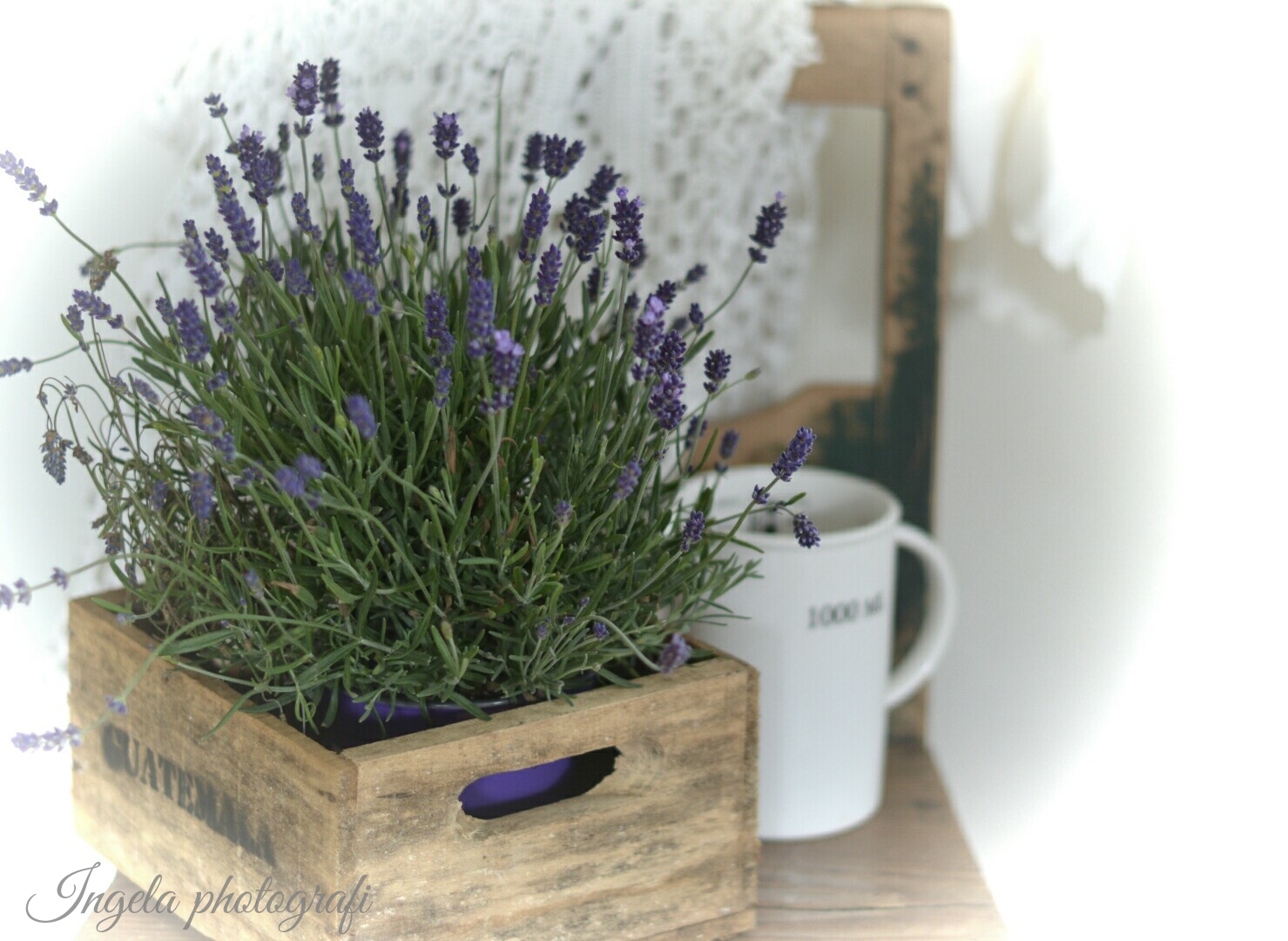 Lavendel