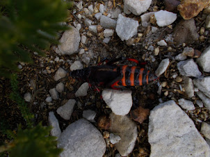 Insect life in the Fynbos vegetation of Cape Point Nature reserve.