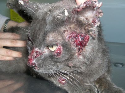 My Cat Attacks Me When I Make Her Angry My Cat Attacks Me When I Make Her Angry