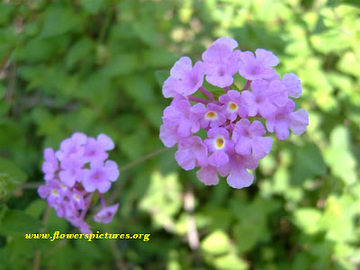 hình ảnh đẹp hoa ngũ sắc, hoa bông ổi hình ảnh đẹp hoa ngũ sắc, hoa bông ổi