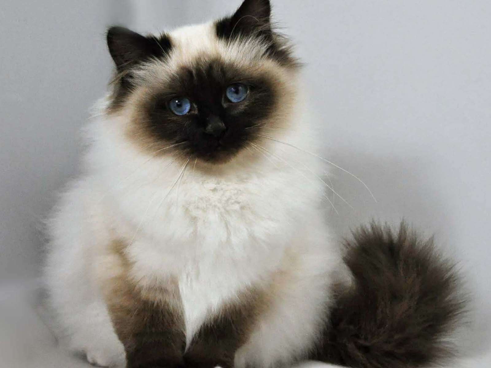Kucing Himalaya | Penitipan Kucing Murah Jogja, Kucing Persia, Kucing