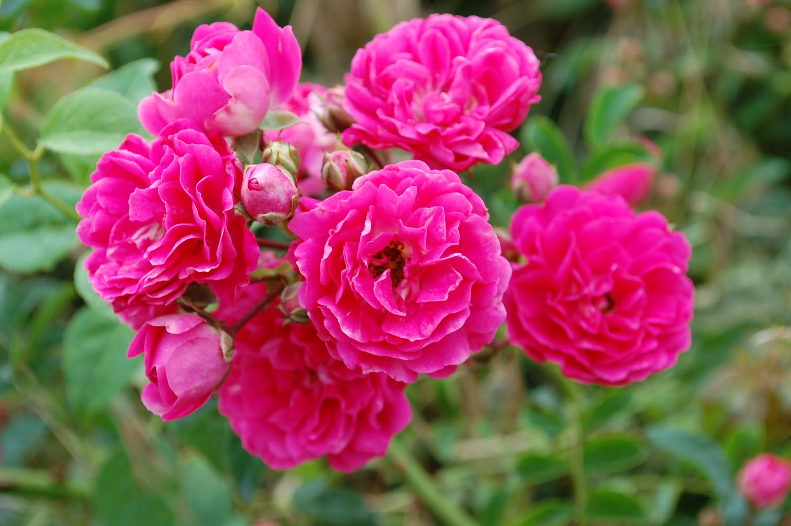 My favourite plant topic image