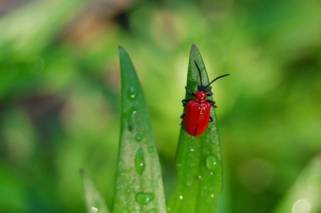 Bright Red Beetle