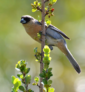 Cinnamon Tanager, Schistochlamys ruficapillus