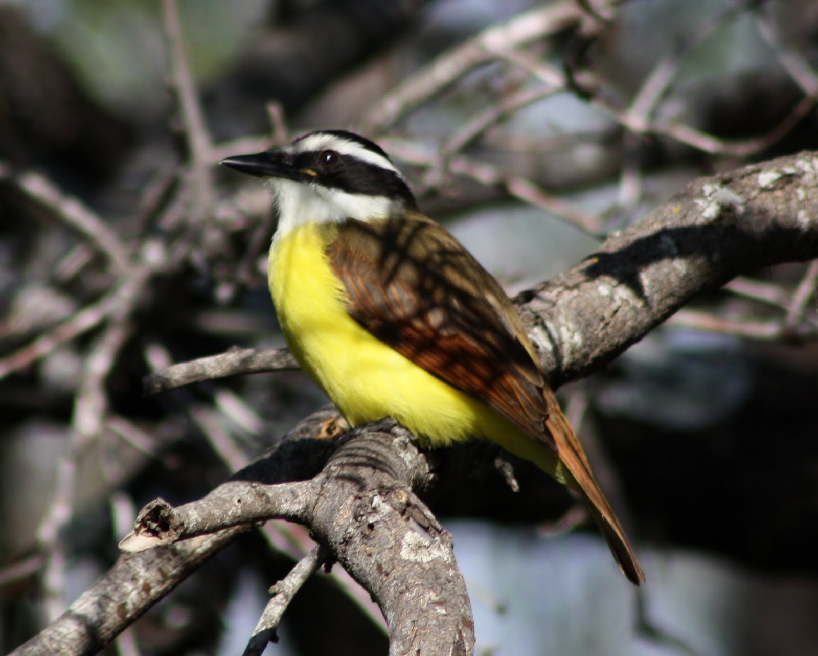 Birding Buddies: Some “common” birds in South Texas