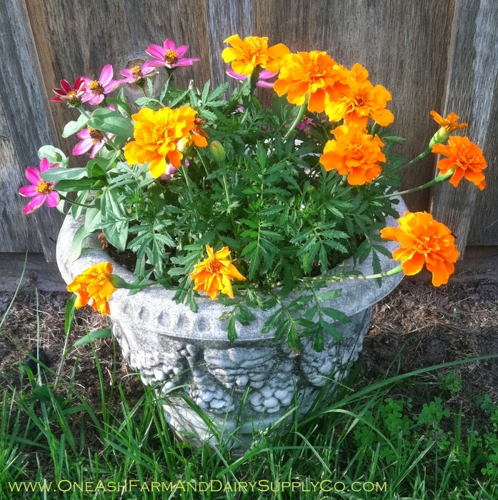 Marigolds and Zinnias