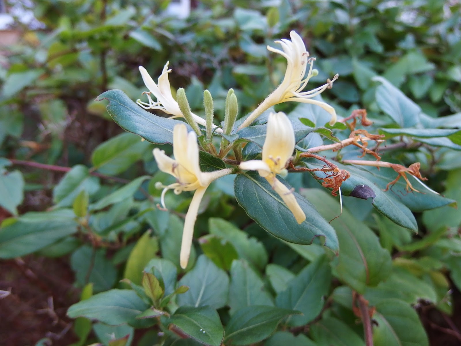 Halcyon Days For The Fragrance Garden You Must Have This