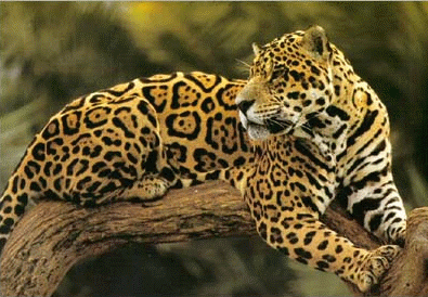 Jaguar (Panthera Onca)