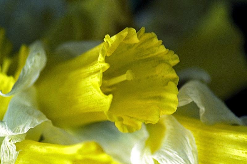 [Image: daffodill8SM.jpg]