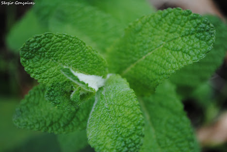 Mentrasto - Ageratum conyzoides