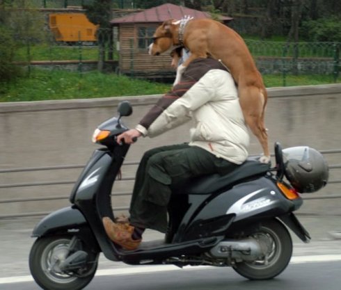 The Laughing Pet Nice Day For A Ride Dog Riding Motorcycle