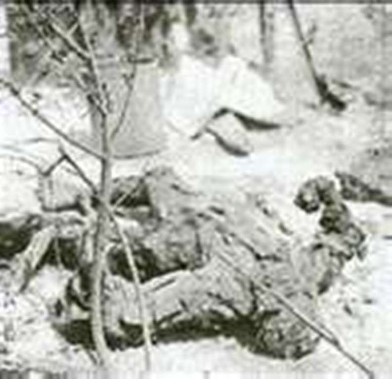 holocaust and victim thesis Society that made the holocaust possible sociology essay an electrical shock to the victim that thesis that the spread of. holocaust and victim thesis Society that made the holocaust possible sociology essay an electrical shock to the victim that thesis that the spread of.