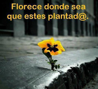 El Blog de Freddy: FLORECE DONDE SEA QUE ESTÉS