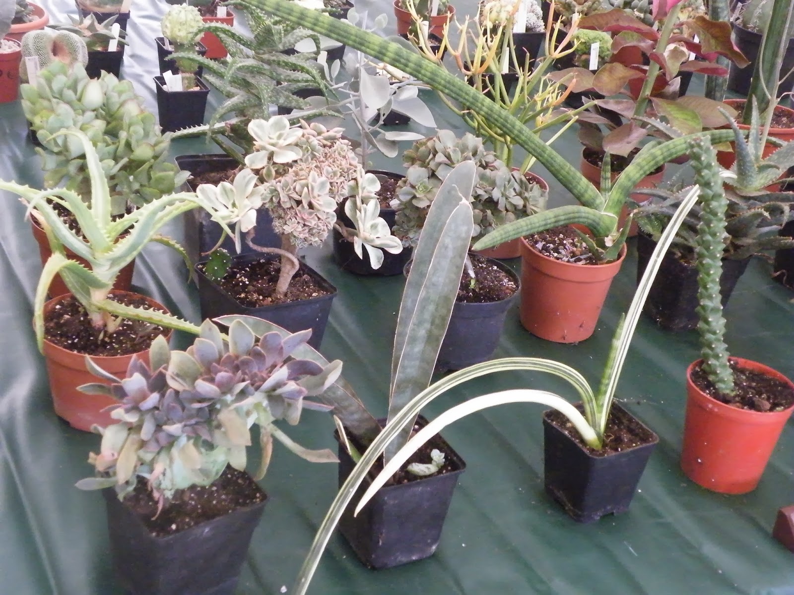 The cactus and Succulent Society of Malta More pictures from the 2013