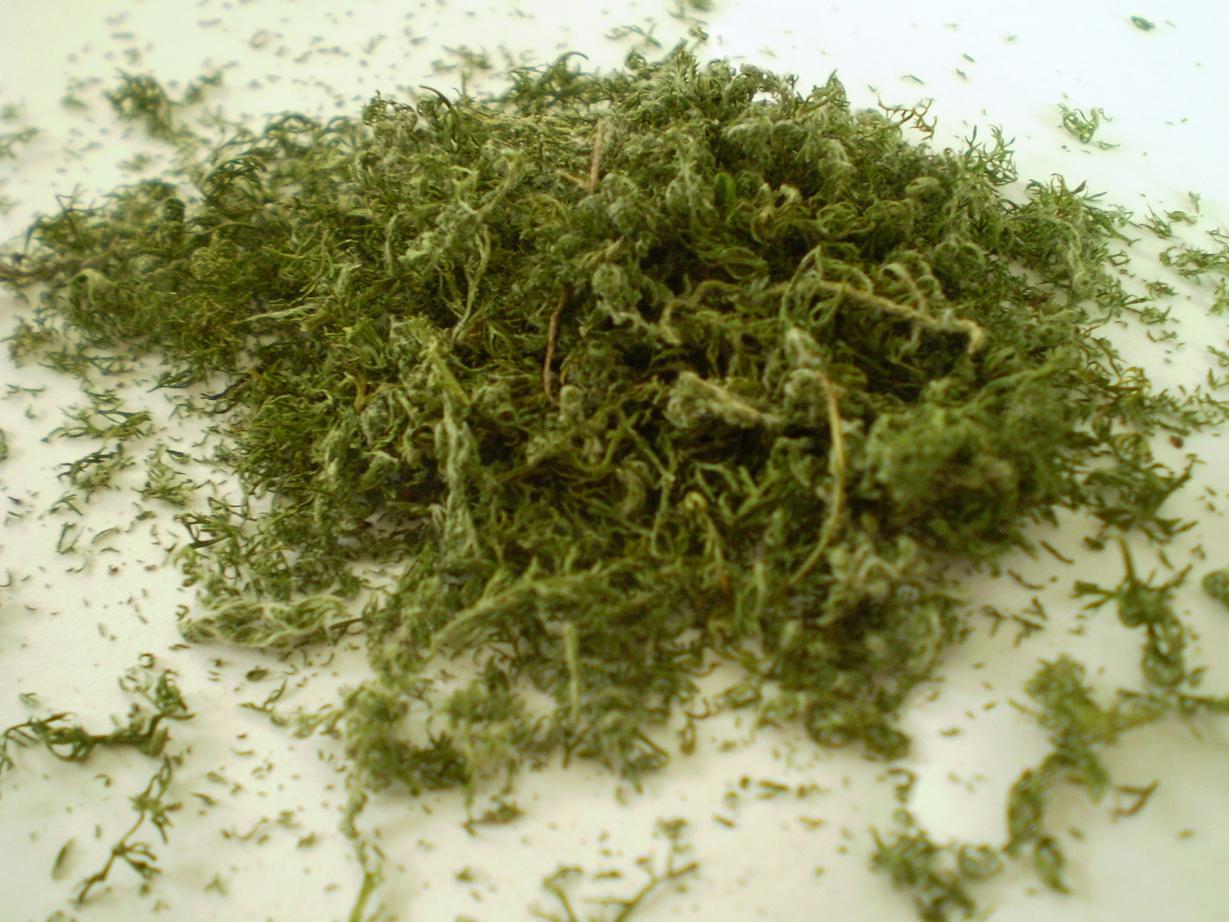 Green Jean drying herbs