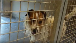urgent - PEPS - fox terrier 1 an  et demi (1 an de refuge) -   SAPAD à Douai (59)  Peps