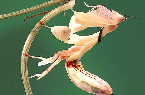 Different Grasshoppers Seen On www.coolpicturegallery.us