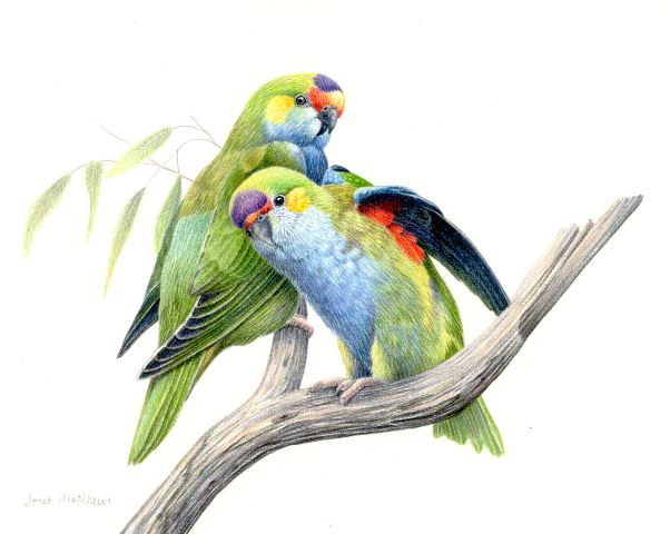 Artodyssey: Janet Matthews