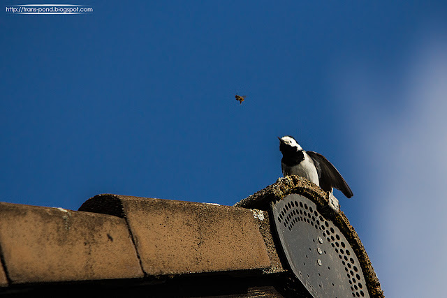Munchen Ii Butiksofie