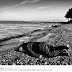 Weiwei recuerda al pequeño Aylan en la playa de Lesbos