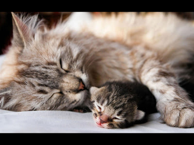 صورة قطة مع صغيرها صور قطط 2014 , اجمل صور قطط جميلة , Photos Cats 2014