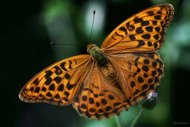 PAPALLONA ARGYNNIS PAPHIA ?