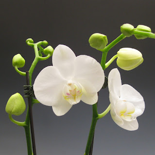 Phalaenopsis Amabilis Farmosa