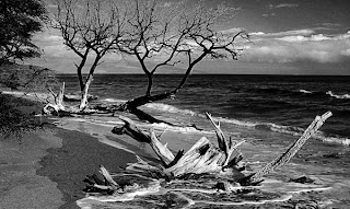 driftwood-bw-fine-art-photography-print-