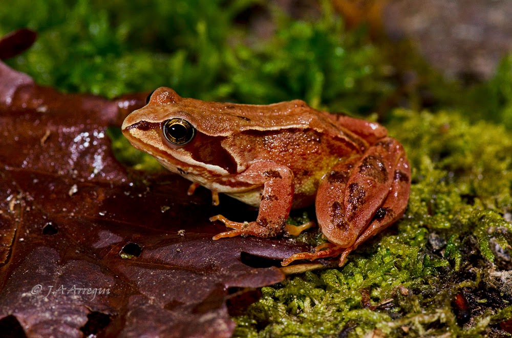 Rana bermeja, Rana temporaria, Common frog Rana bermeja, Rana temporaria, Common frog