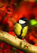 Martha Love: Images from Cumbria (october )