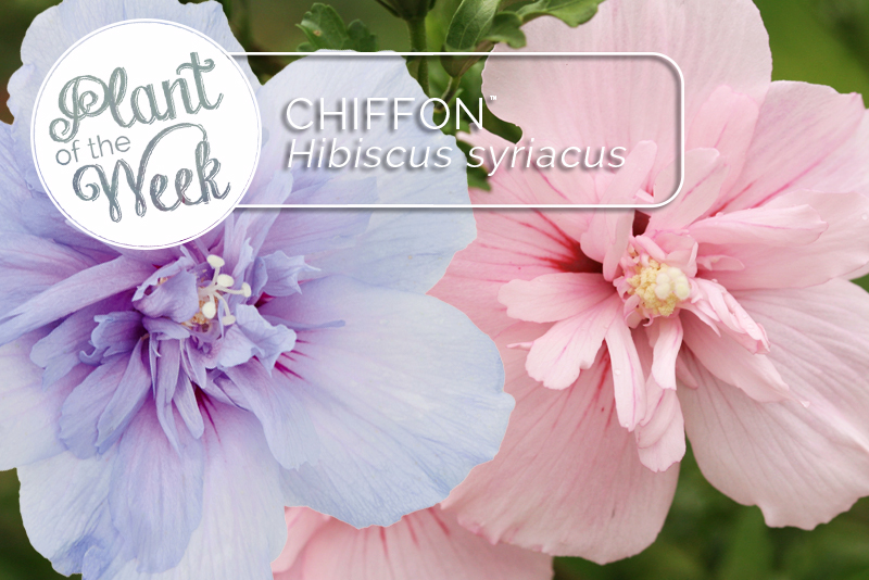 136 Best Cold Hardy Tropical Plants Images In 2020 Plants