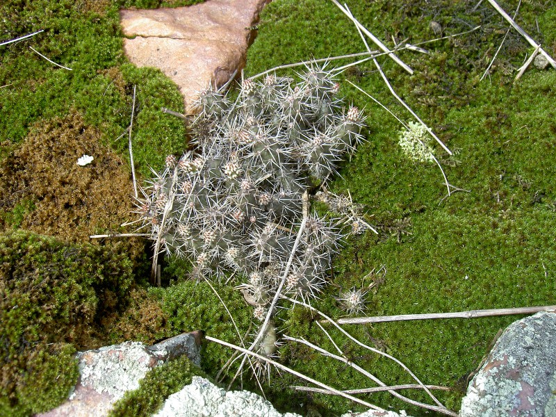Purple Prickly And Beautiful Santa Rita Prickly Pear Ramblings