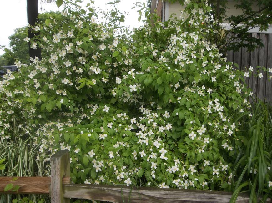 Philadelphus Stock Photos And Images Agefotostock