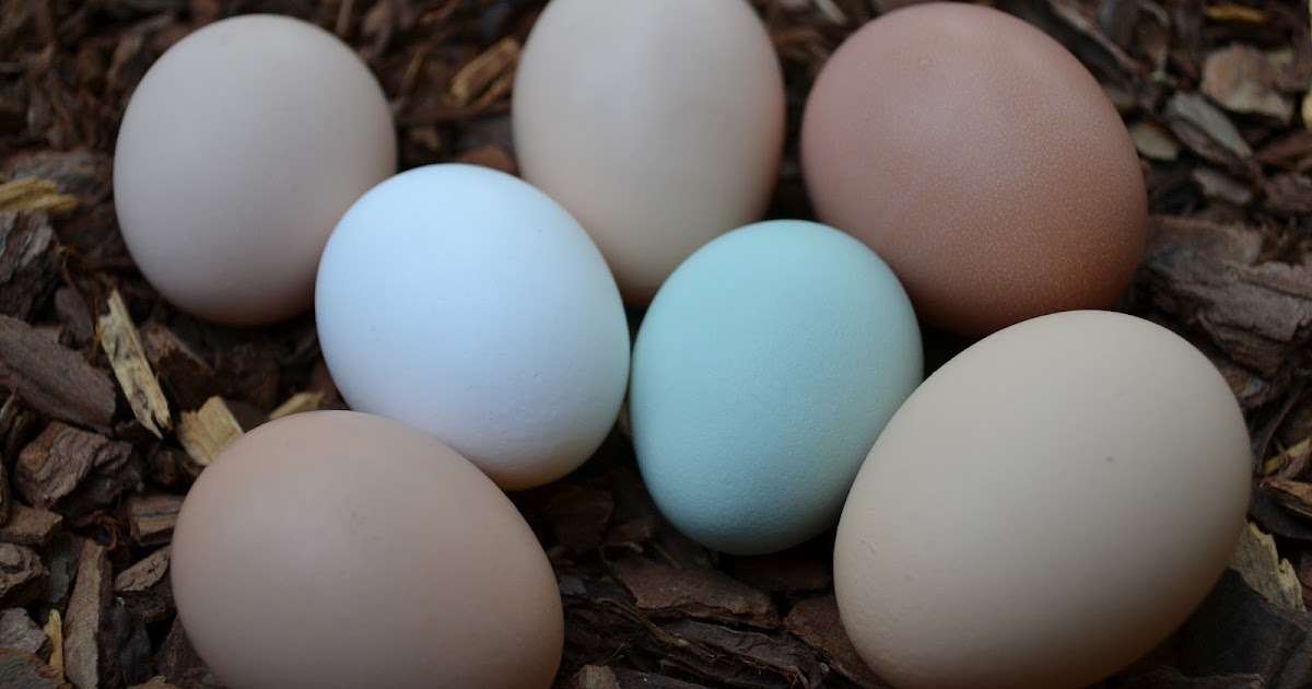 Our Neck of the Woods Green Eggs