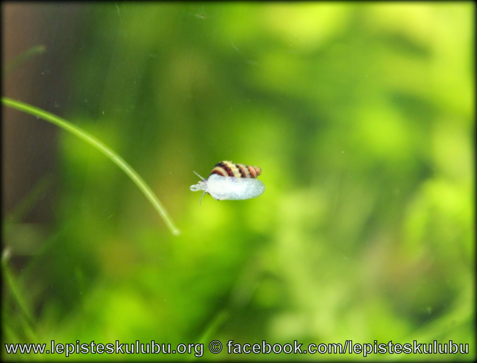 http://2.bp.blogspot.com/-KQ16QM3T-D8/VUj_d3PUrRI/AAAAAAAAFeA/leNBTtmfhHQ/s1600/IMG_4523.JPG