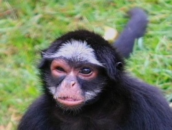 Macaco Fica Com Olho Roxo Após Briga Com Bêbado