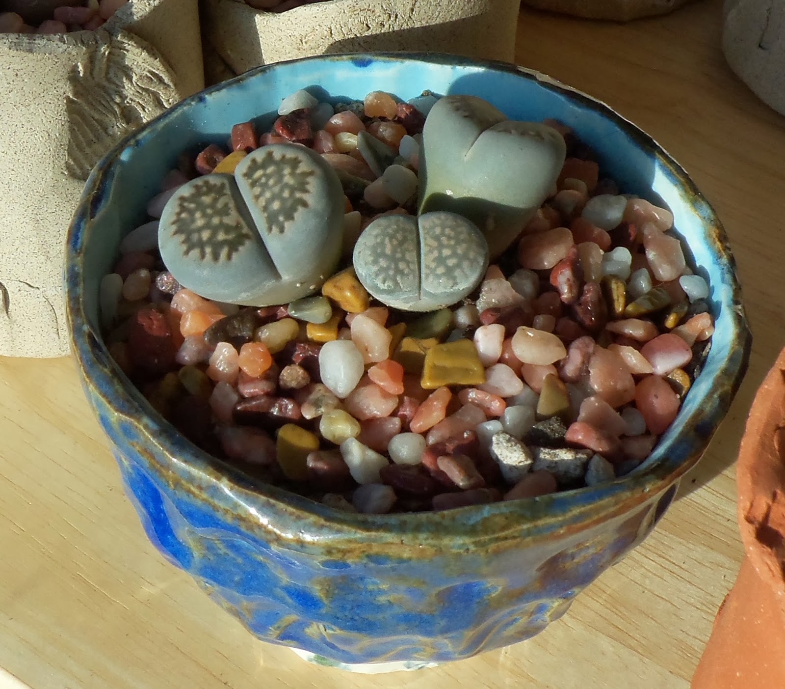 My Life Among the Lithops (and Other Strange Plants) Basic Lithops