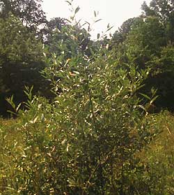 Autumn Olive Bush1