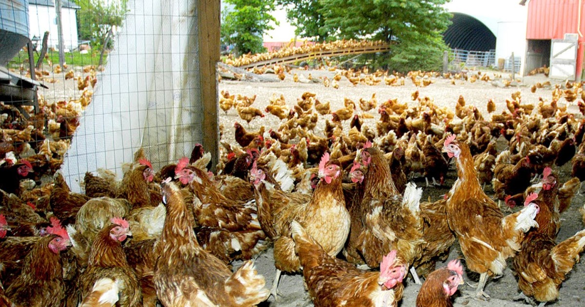 Missouri Beginning Farming Young Entrepreneurs Hatch Nation's Largest