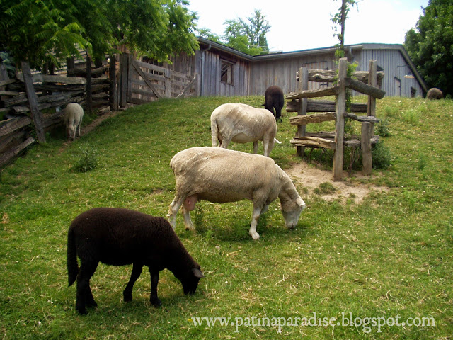 Favorite Things: Grazing Sheep