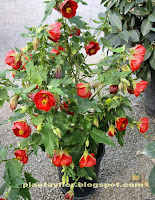 Abutilon x hybridum