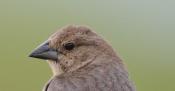 Inkfish: Tone-Deaf Birds Disrupt Society, Are Easier to Get into Bed