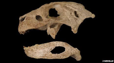 Skull of Simosuchus