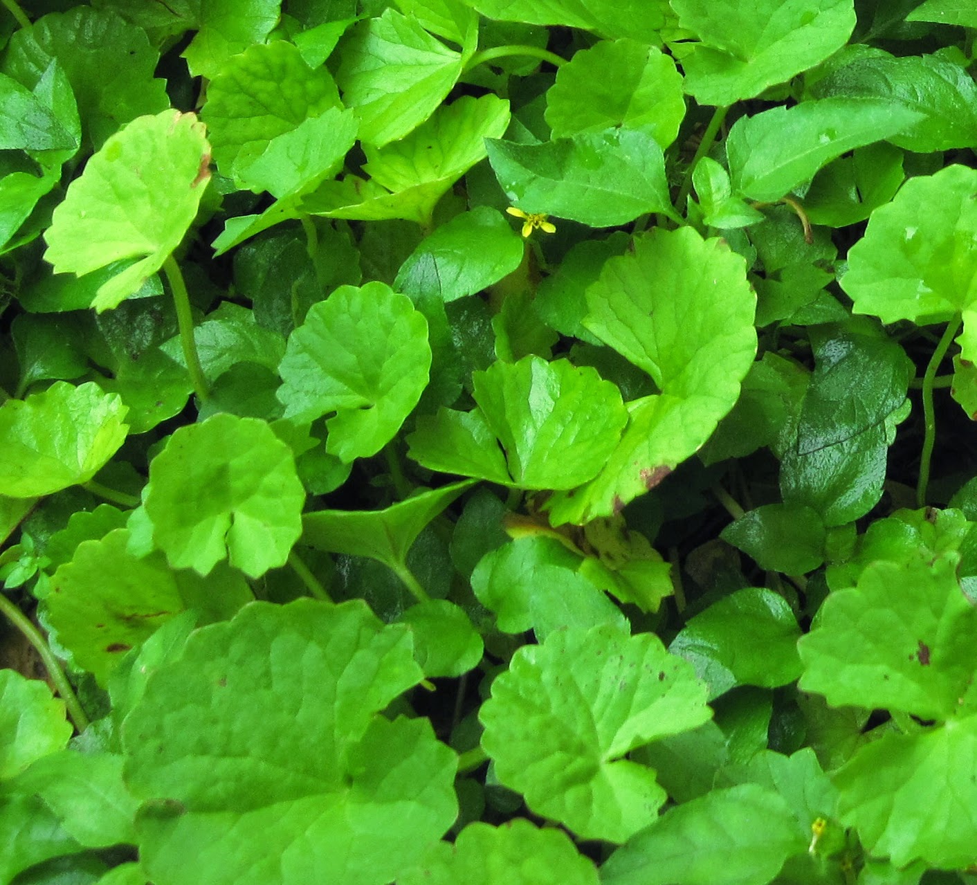 Gambar Tanaman Centella Asiatica