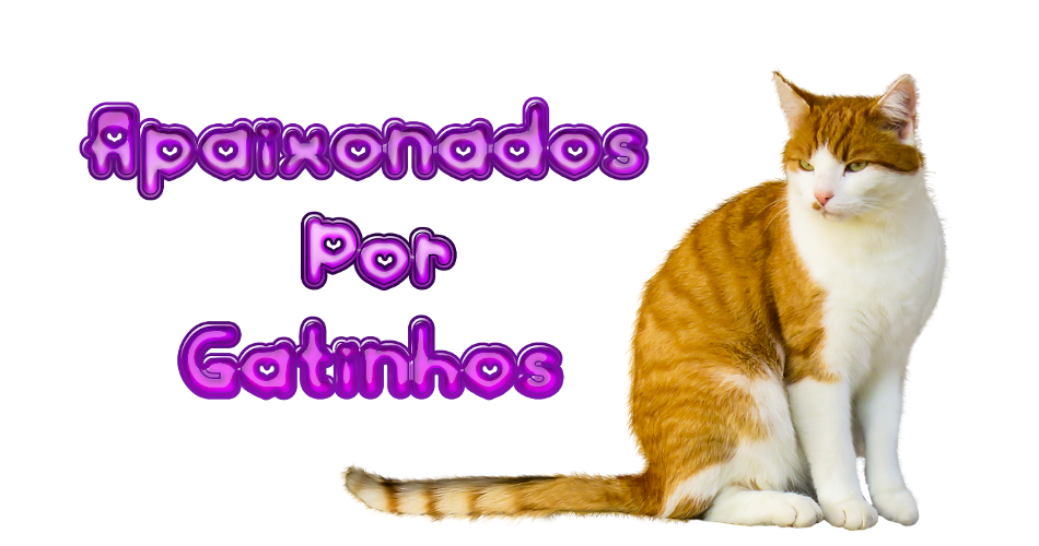 Apaixonados por Gatos