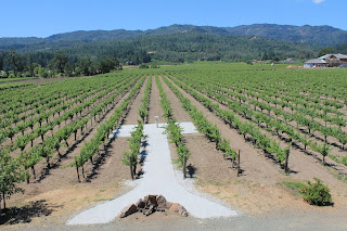 Kronos old vines, widely planted