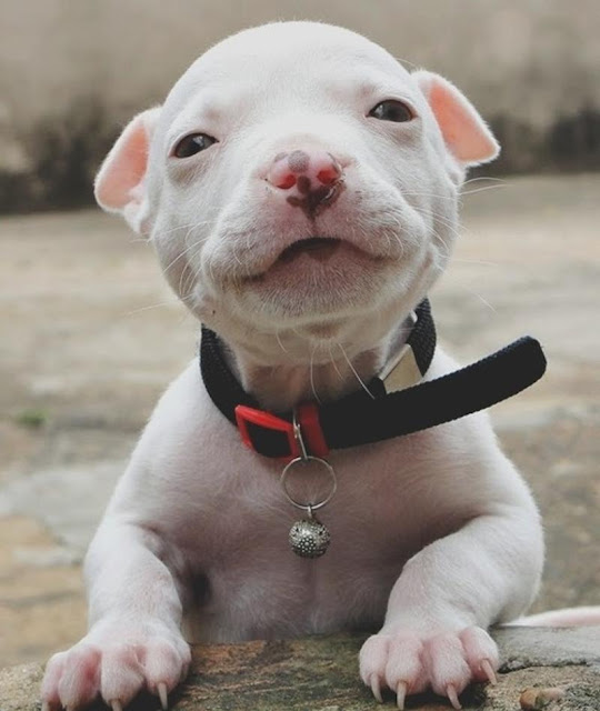 What are Blue and Red nosed Pit Bulls?