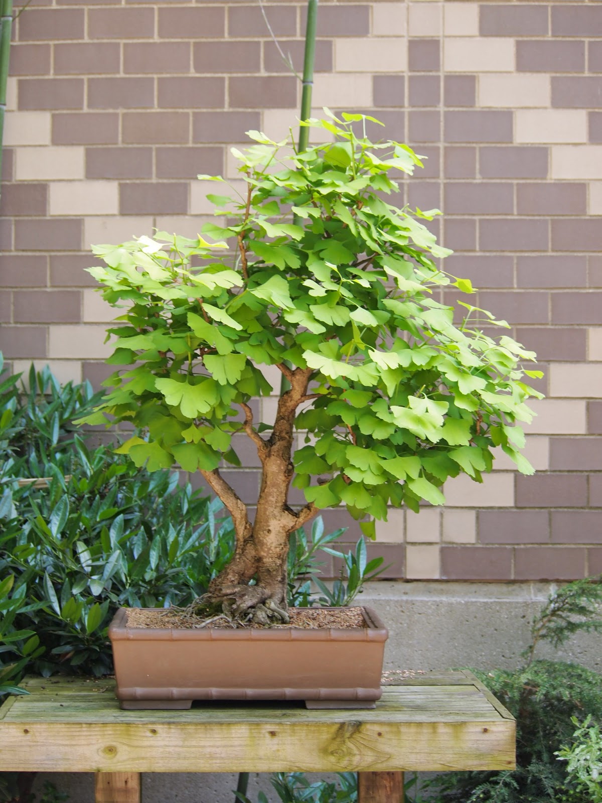 June Blooms In My Georgia Garden Bottlebrush Buckeye